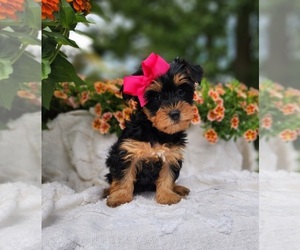 Yorkshire Terrier Puppy for sale in INDIANAPOLIS, IN, USA