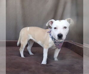 Medium American Pit Bull Terrier Mix