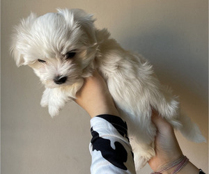 Maltese Puppy for sale in ARAGON, GA, USA