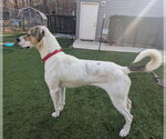 Small #2 American Foxhound-Boxer Mix