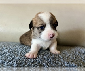 Pembroke Welsh Corgi Puppy for Sale in SAN JOSE, California USA
