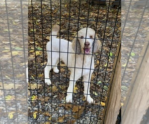 Poodle (Standard) Puppy for sale in PAW PAW, MI, USA