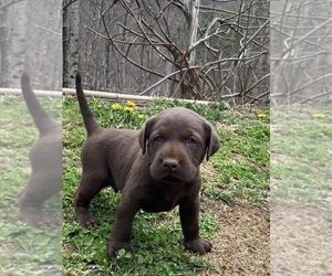 Labrador Retriever Puppy for sale in WEAVERVILLE, NC, USA