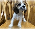 Small #2 Cocker Spaniel