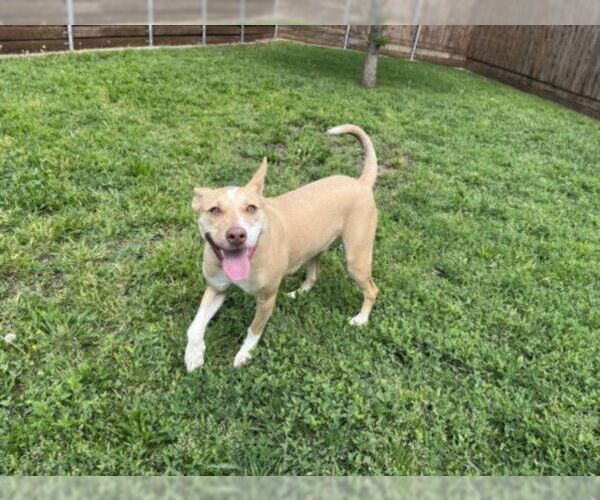 Medium Photo #1 Mutt Puppy For Sale in Plano, TX, USA