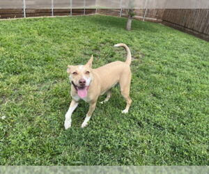 Mutt Dogs for adoption in Plano, TX, USA
