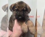 Puppy Red German Shepherd Dog