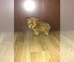 Small Photo #12 Yorkshire Terrier Puppy For Sale in LAPEER, MI, USA