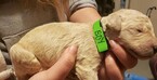 Small Photo #6 Goldendoodle Puppy For Sale in SACRAMENTO, CA, USA