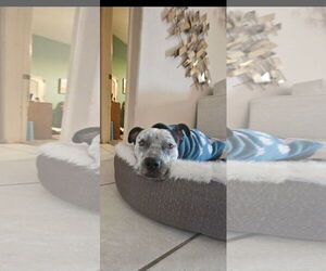 American Pit Bull Terrier-Unknown Mix Dogs for adoption in Chandler, AZ, USA