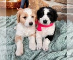 Small Photo #2 Australian Shepherd-Doodle Mix Puppy For Sale in RUDY, AR, USA