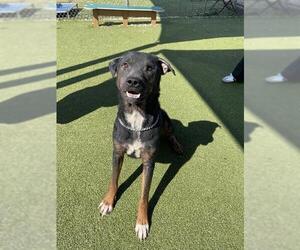 Rottweiler Dogs for adoption in Pasadena, TX, USA