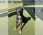 NUGGET - Male Rottweiler Dog for Adoption - Small photo