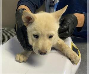 Siberian Husky-Unknown Mix Dogs for adoption in Visalia, CA, USA