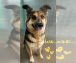 Small German Shepherd Dog Mix