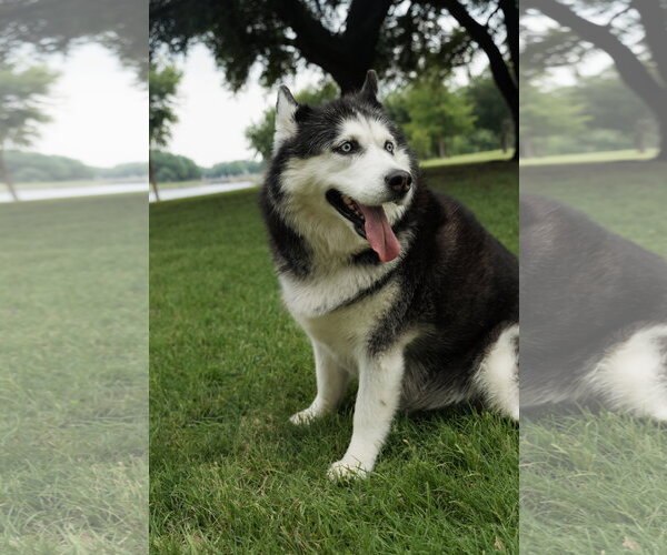 Medium Photo #6 Siberian Husky Puppy For Sale in Carrollton, TX, USA