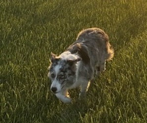 Mother of the Border Collie puppies born on 06/08/2026