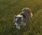 Small Photo #1 Border Collie Puppy For Sale in OTTUMWA, IA, USA