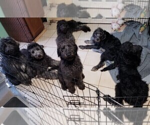 Labradoodle Litter for sale in CHICAGO, IL, USA