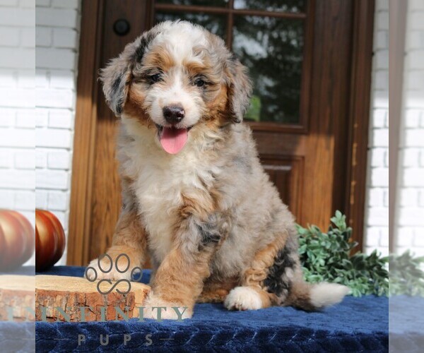 Medium Photo #1 Bernedoodle (Miniature) Puppy For Sale in LANCASTER, PA, USA