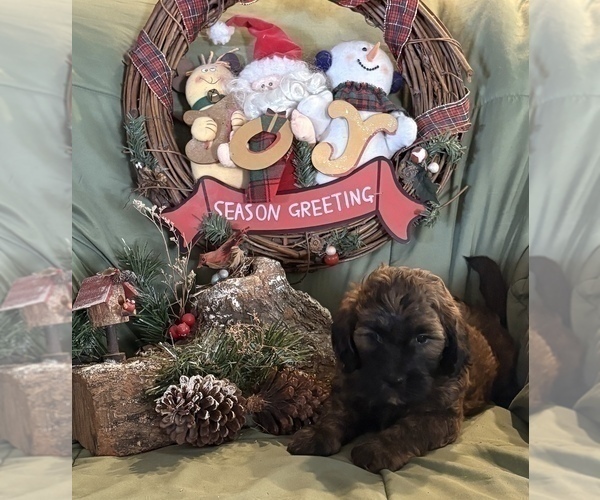 Medium Photo #7 Goldendoodle-Shih Tzu Mix Puppy For Sale in KLONDIKE, TX, USA