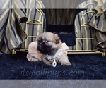 Small Photo #35 Shih Tzu Puppy For Sale in HAYWARD, CA, USA