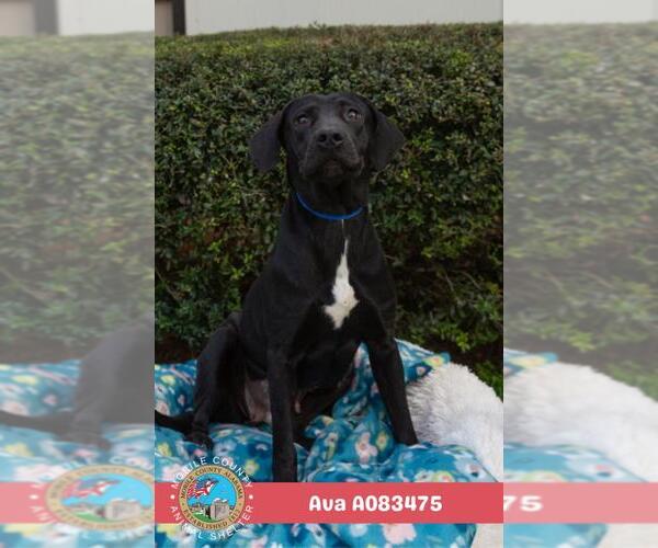 Medium Photo #2 Labrador Retriever-Unknown Mix Puppy For Sale in Mobile, AL, USA