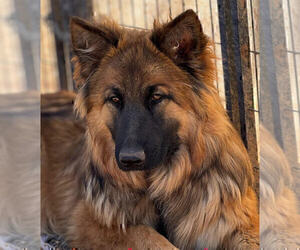 Mother of the King Shepherd puppies born on 04/15/2025