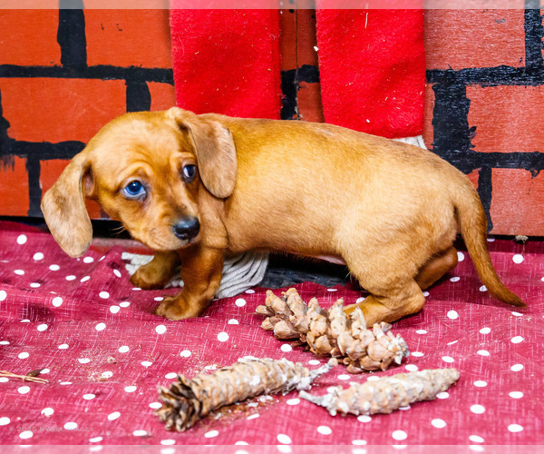 Medium Photo #6 Dachshund Puppy For Sale in WAKARUSA, IN, USA