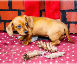 Small #5 Dachshund