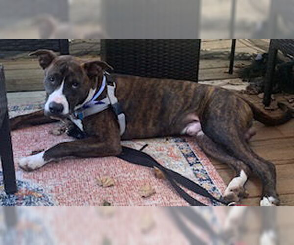 Medium Photo #6 American Pit Bull Terrier-Mountain Cur Mix Puppy For Sale in Oakhurst, NJ, USA