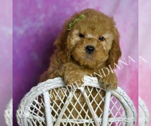 Medium Goldendoodle (Miniature)
