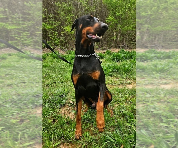 Medium Photo #1 Doberman Pinscher Puppy For Sale in KELLYTON, AL, USA