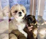 Small #3 Shih Tzu