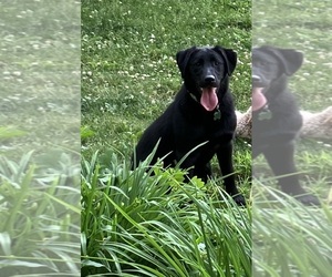 Labrador Retriever Puppy for sale in SYCAMORE, IL, USA