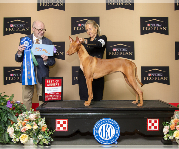Medium Photo #1 Pharaoh Hound Puppy For Sale in KINGSLAND, GA, USA