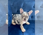Small Photo #2 French Bulldog Puppy For Sale in CARY, NC, USA