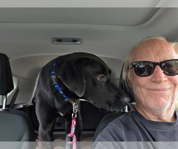 Medium Photo #7 Labrador Retriever-Unknown Mix Puppy For Sale in San Diego, CA, USA