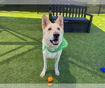 Small #1 German Shepherd Dog