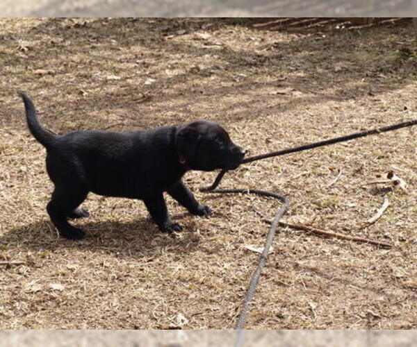 Medium Photo #6 Labrador Retriever Puppy For Sale in NORTON SHORES, MI, USA