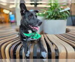 Small #2 German Shepherd Dog Mix
