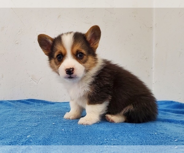 Medium Photo #5 Pembroke Welsh Corgi Puppy For Sale in CLARK, MO, USA