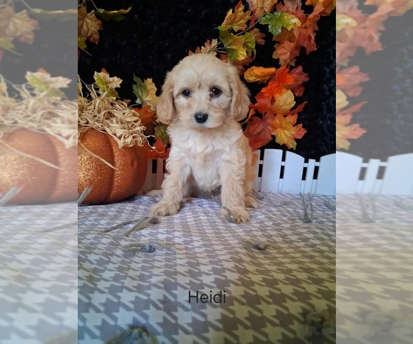 Medium Photo #1 Goldendoodle (Miniature) Puppy For Sale in MOUNT PLEASANT, MI, USA