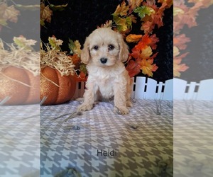 Goldendoodle (Miniature) Puppy for sale in MOUNT PLEASANT, MI, USA