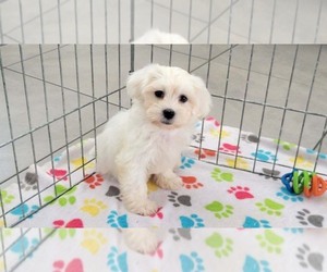 Zuchon Puppy for sale in ORO VALLEY, AZ, USA