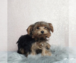 Small Photo #5 Yorkshire Terrier Puppy For Sale in NAPPANEE, IN, USA