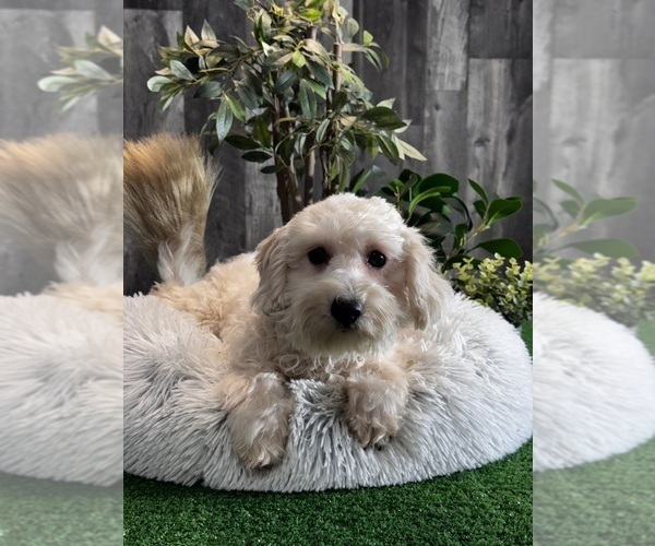 Medium Photo #4 Poo-Ton (Toy) Puppy For Sale in CANOGA, NY, USA