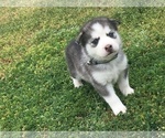 Small Photo #5 Siberian Husky Puppy For Sale in GLENDALE, AZ, USA