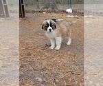 Puppy Puppy 5 Great Pyrenees-Saint Bernard Mix