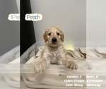 Small Photo #2 Goldendoodle Puppy For Sale in TOMBALL, TX, USA